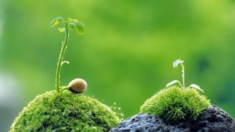 Macro nature plants wallpaper