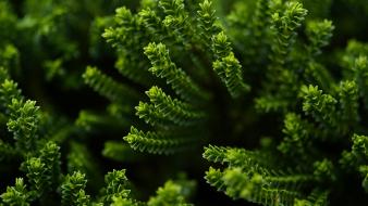 Natural green background wallpaper