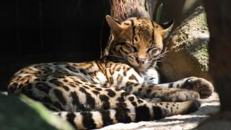 Ocelot wallpaper