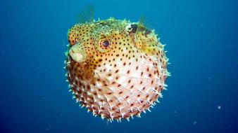 Puffer fish wallpaper