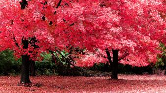 Spring autumn wallpaper
