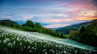 Switzerland flowers hills landscapes meadows wallpaper