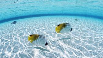Underwater fish wallpaper