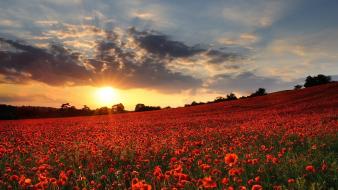 United kingdom flowers plains poppies red wallpaper