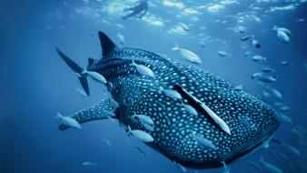 Whale shark wallpaper