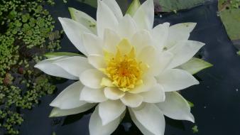 White lily wallpaper