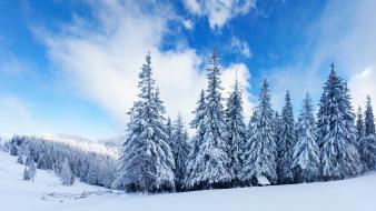 Winter background wallpaper