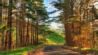 Afternoon landscapes natural scenery nature trees wallpaper