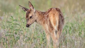 Animals baby deer fawn nature wallpaper