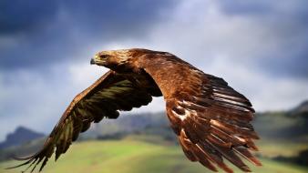 Animals birds eagles wallpaper