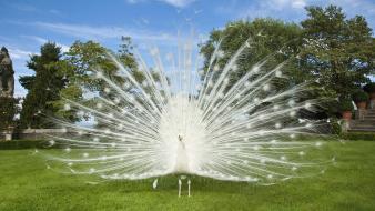 Animals birds nature peacocks white wallpaper