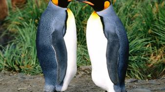 Animals birds nature penguins upscaled wallpaper