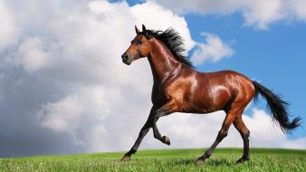 Animals brown horses nature running wallpaper