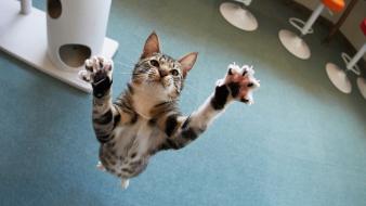 Animals cats cubs domestic cat feline wallpaper