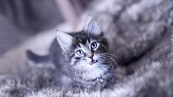 Animals cats domestic cat feline kittens wallpaper