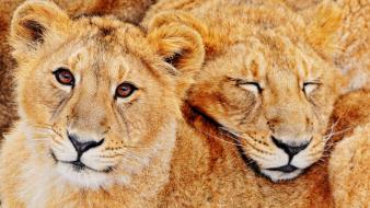 Animals feline lions predators wild wallpaper