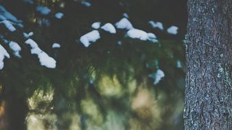 Animals foxes hiding snow trees wallpaper