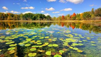 Autumn forests landscapes nature trees wallpaper