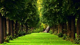 Beautiful forest wallpaper