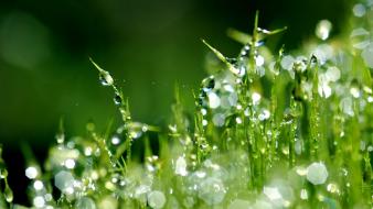 Beautiful morning dew wallpaper