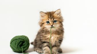 Ben torode animals cats cubs domestic cat wallpaper