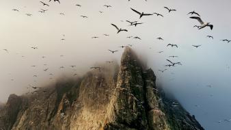 Birds clouds flock fog wallpaper
