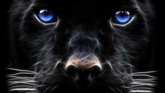 Blue eyes panthers wallpaper