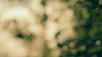 Blurred bokeh wallpaper