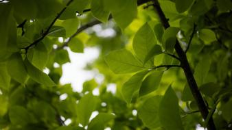 Branches leaves nature trees wallpaper