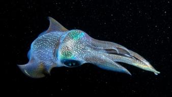 Cephalopod national geographic animals nature okinawa wallpaper