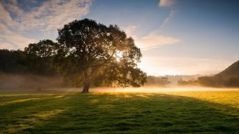 Early morning fog grass landscapes nature wallpaper