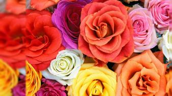 Flowers multicolor nature plants roses wallpaper
