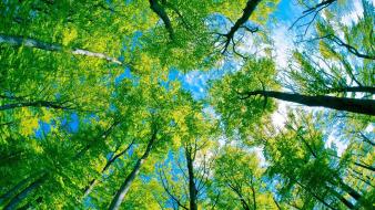 Forests green landscapes nature paradise wallpaper