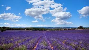 France landscapes lavender nature provence