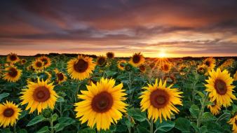 Garden landscapes magic nature sunflowers wallpaper