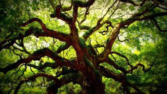 Green leaves nature summer sunlight wallpaper