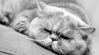 Grumpy cat wallpaper