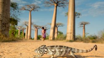 Hdr photography national geographic animals birds landscapes wallpaper
