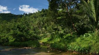 Jungle landscapes nature palm trees wallpaper