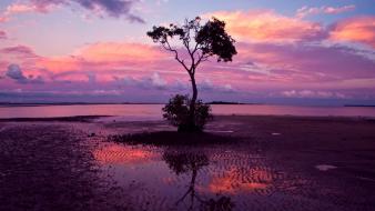 Landscapes nature trees water wallpaper