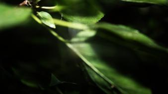 Leaves nature sunlight wallpaper
