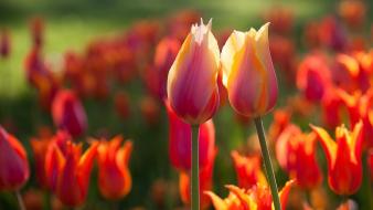 Orange tulips summer wallpaper
