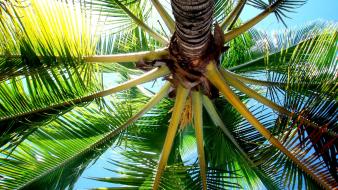 Palm trees worms eye view wallpaper