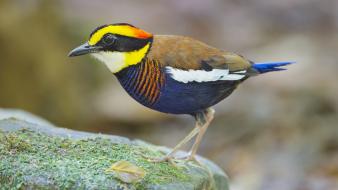 Pittas animals birds multicolor nature wallpaper