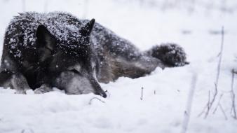 Snow wolf wallpaper