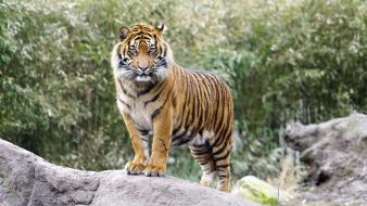 Stripes tigers wallpaper