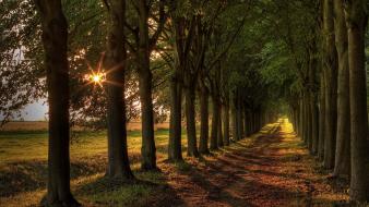 Sun beams boulevard landscapes nature wallpaper