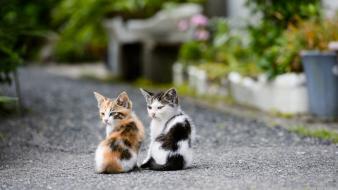 Animals cats kittens wallpaper