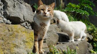 Animals cats nature wallpaper