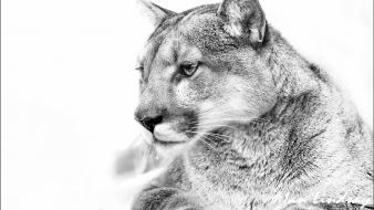 Animals grayscale nature puma wallpaper